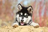 ALASKAN MALAMUTE 044